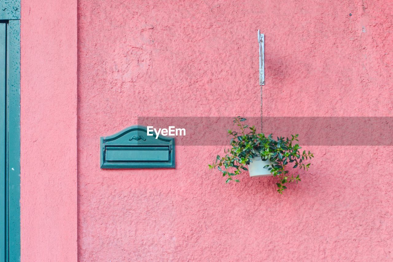 Close-up of plant on pink wall of building