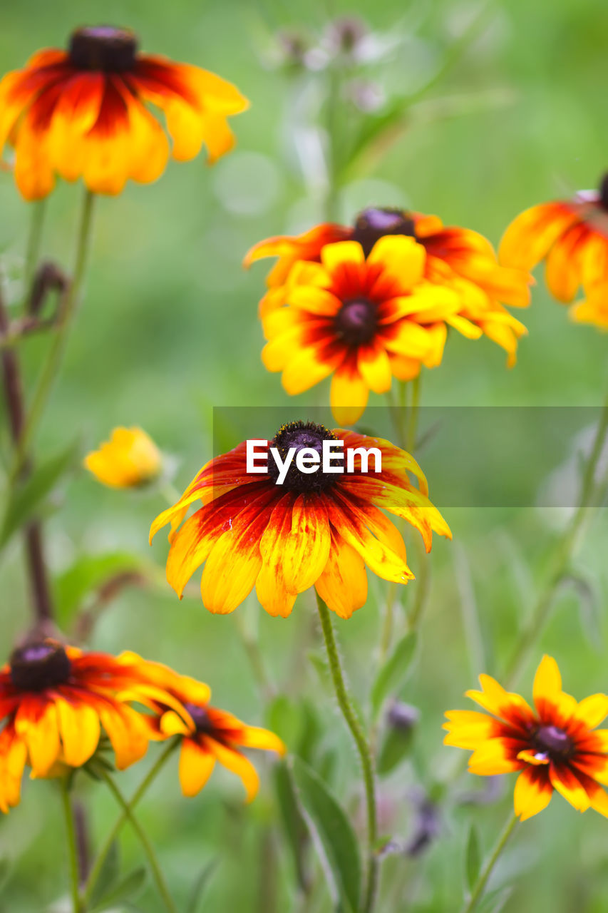 flower, flowering plant, plant, freshness, beauty in nature, flower head, fragility, petal, close-up, yellow, nature, growth, meadow, inflorescence, prairie, focus on foreground, no people, wildflower, herb, black-eyed susan, outdoors, botany, day, summer, orange color, animal wildlife, green, pollen, selective focus