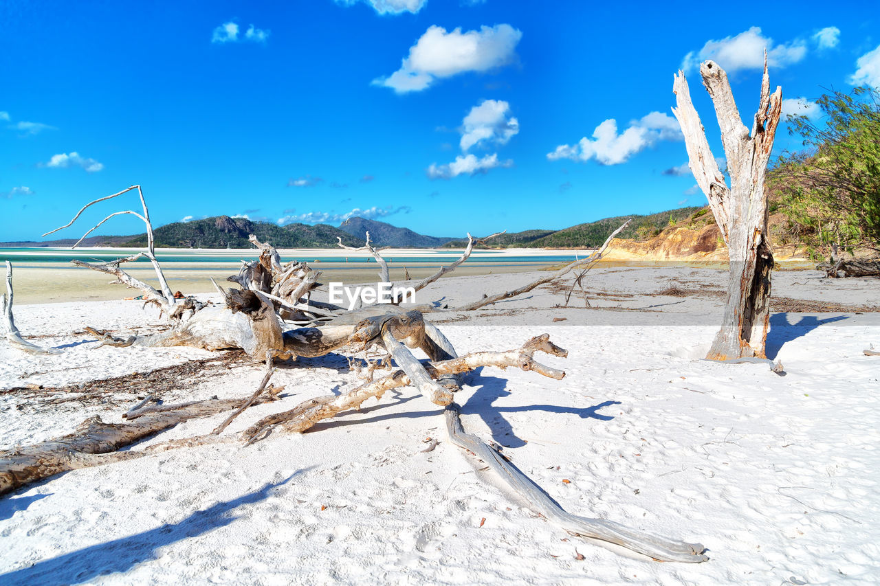 VIEW OF DRIFTWOOD ON BEACH AGAINST SKY