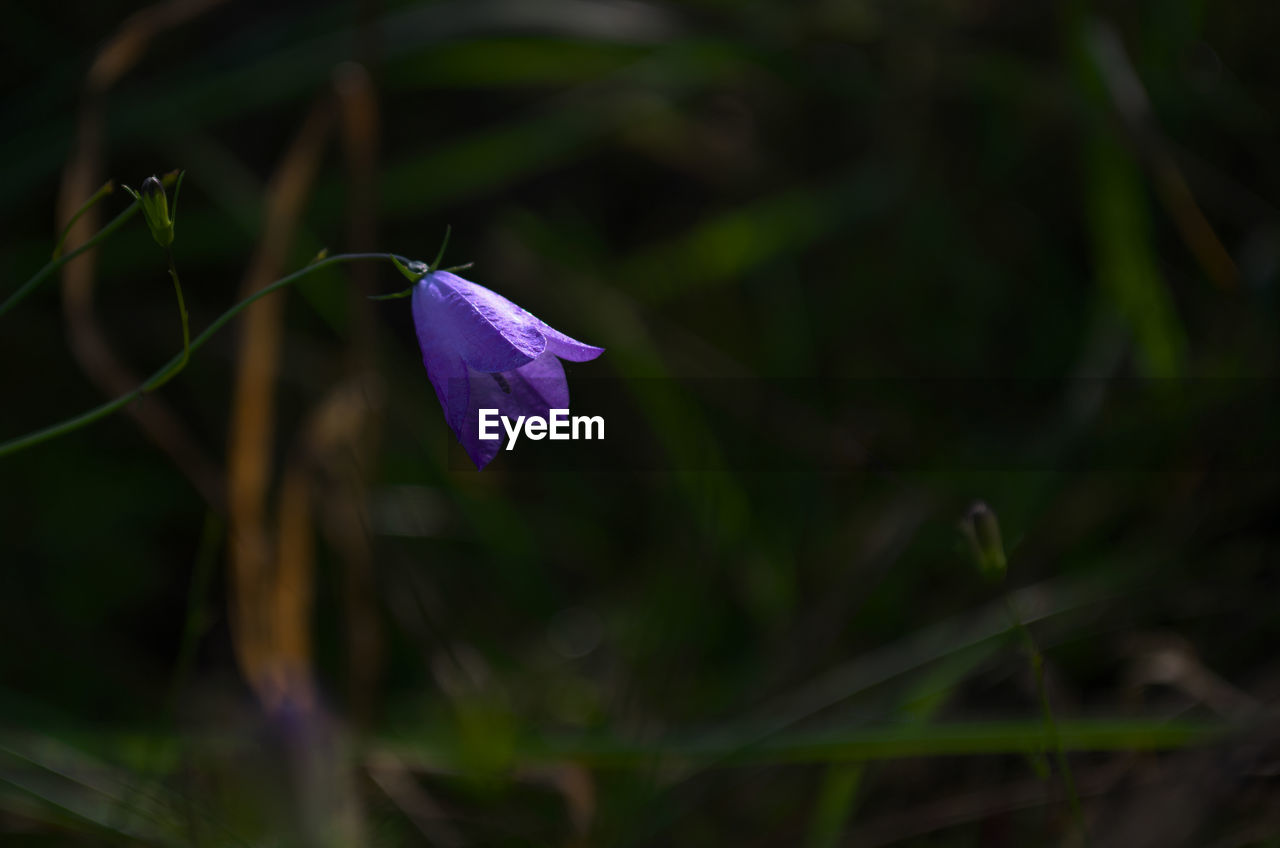 CLOSE UP OF PURPLE FLOWERING PLANT