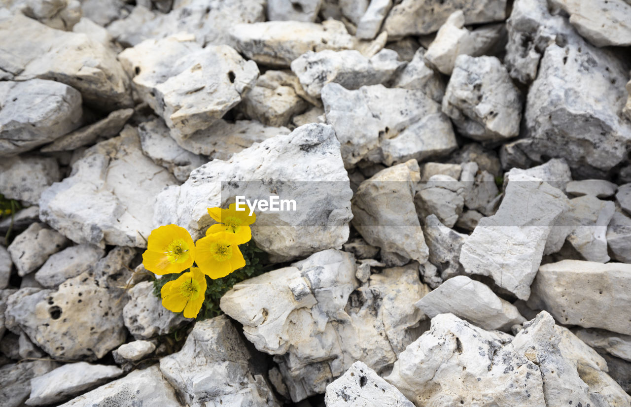 High angle view of yellow flowering plant on rocks