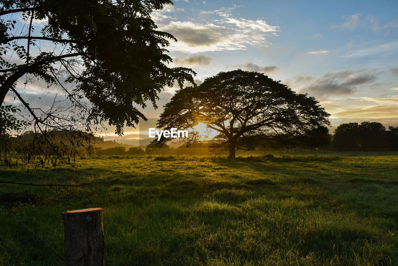 TREE ON FIELD AGAINST SKY DURING SUNSET