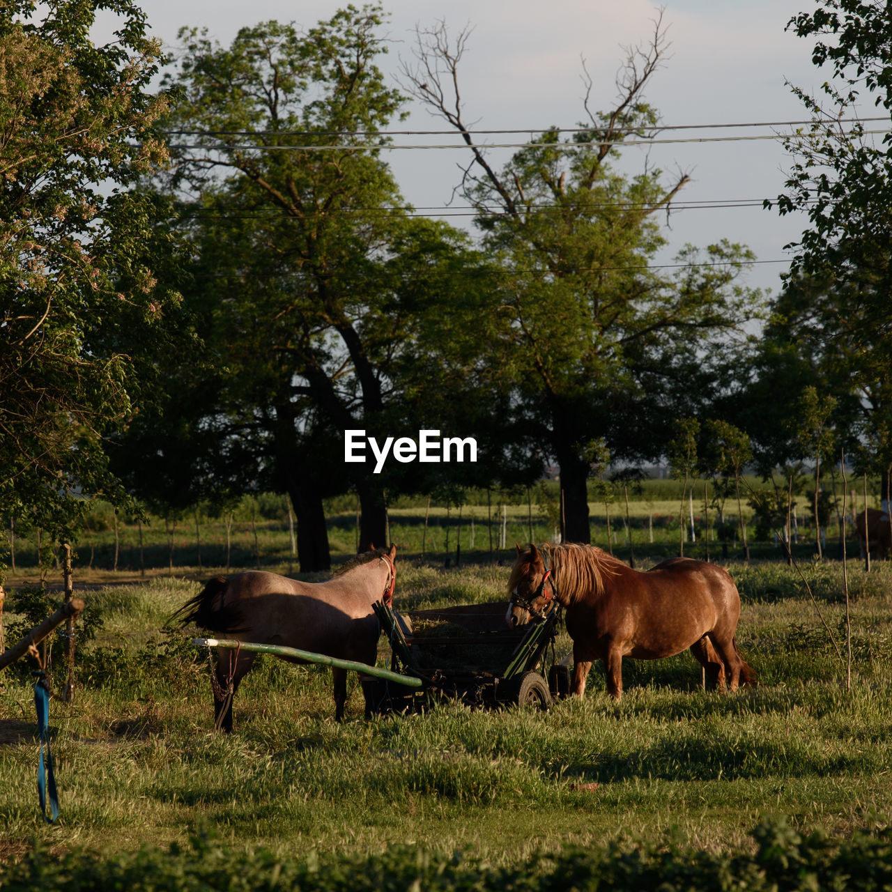 mammal, animal, animal themes, plant, domestic animals, livestock, tree, horse, pasture, pet, rural area, animal wildlife, group of animals, nature, grass, agriculture, field, meadow, sky, land, farm, fence, landscape, grazing, no people, wildlife, day, growth, two animals, outdoors, herbivorous, rural scene, green, environment, working animal, cattle, flower