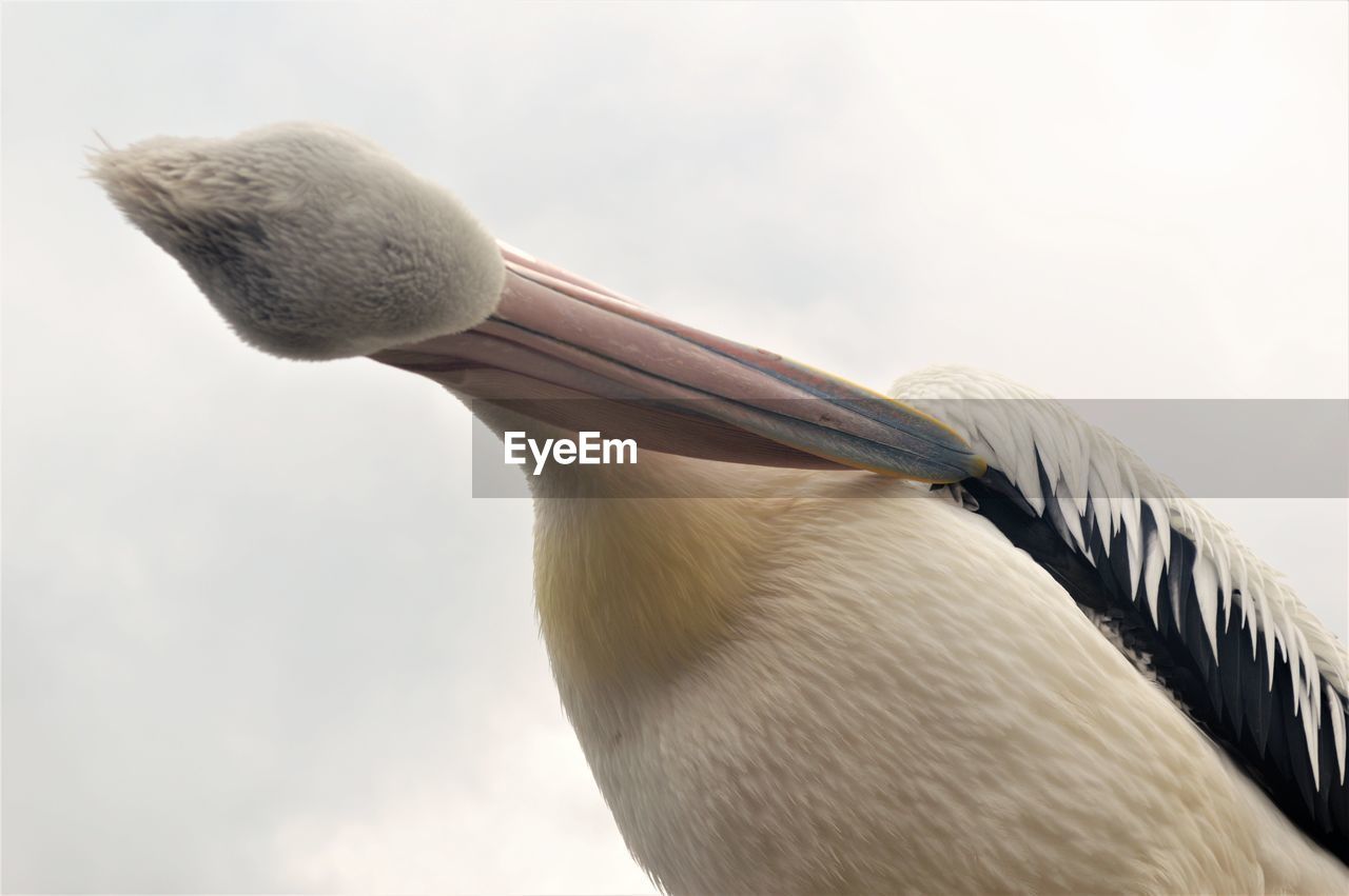 Low angle view of bird preening against sky