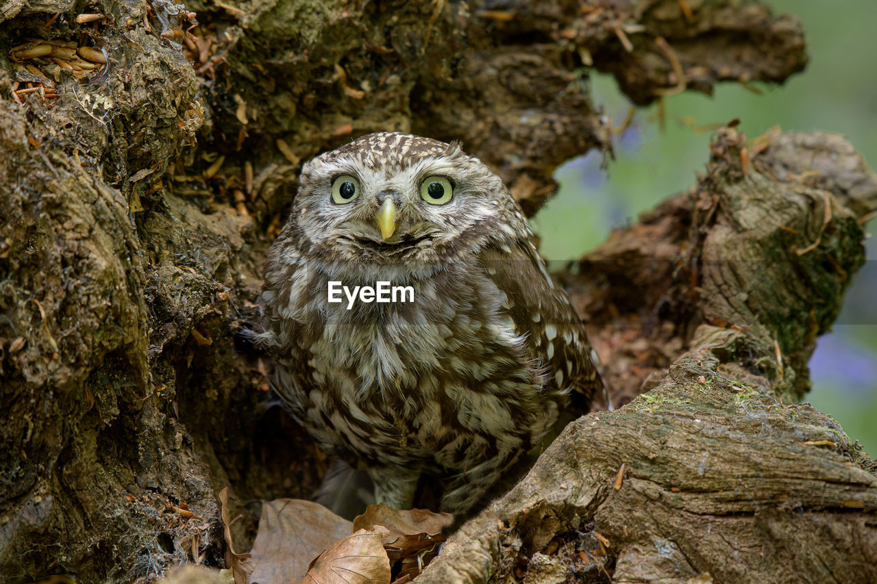 Close-up portrait of owl perching on tree