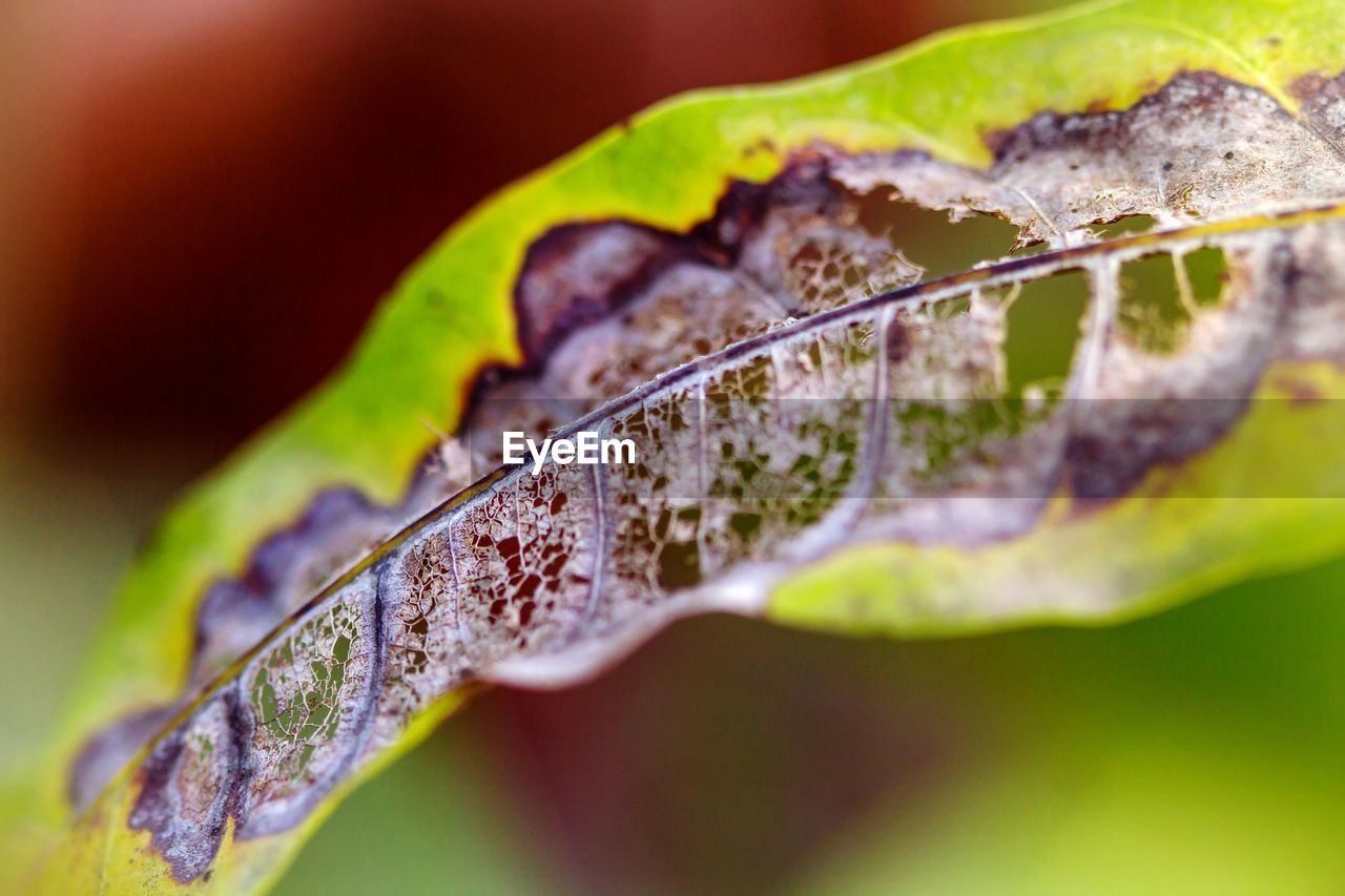 CLOSE-UP OF RAINDROPS ON DRY LEAF