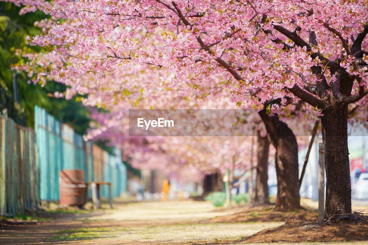 Pink cherry blossoms in park