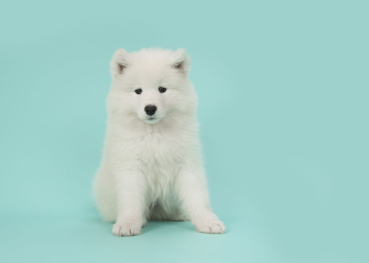 CLOSE-UP PORTRAIT OF WHITE DOG AGAINST GRAY BACKGROUND