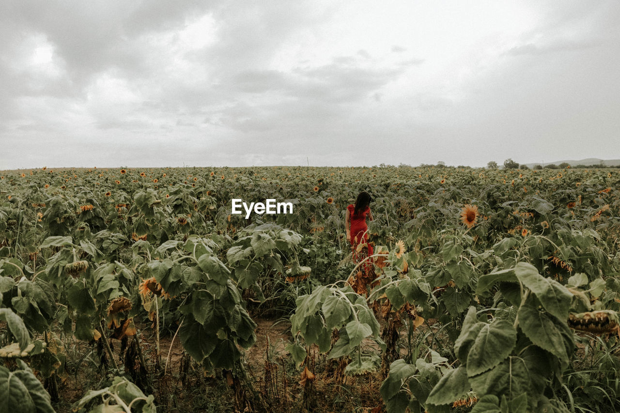 Young woman standing amidst sunflowers on field against sky