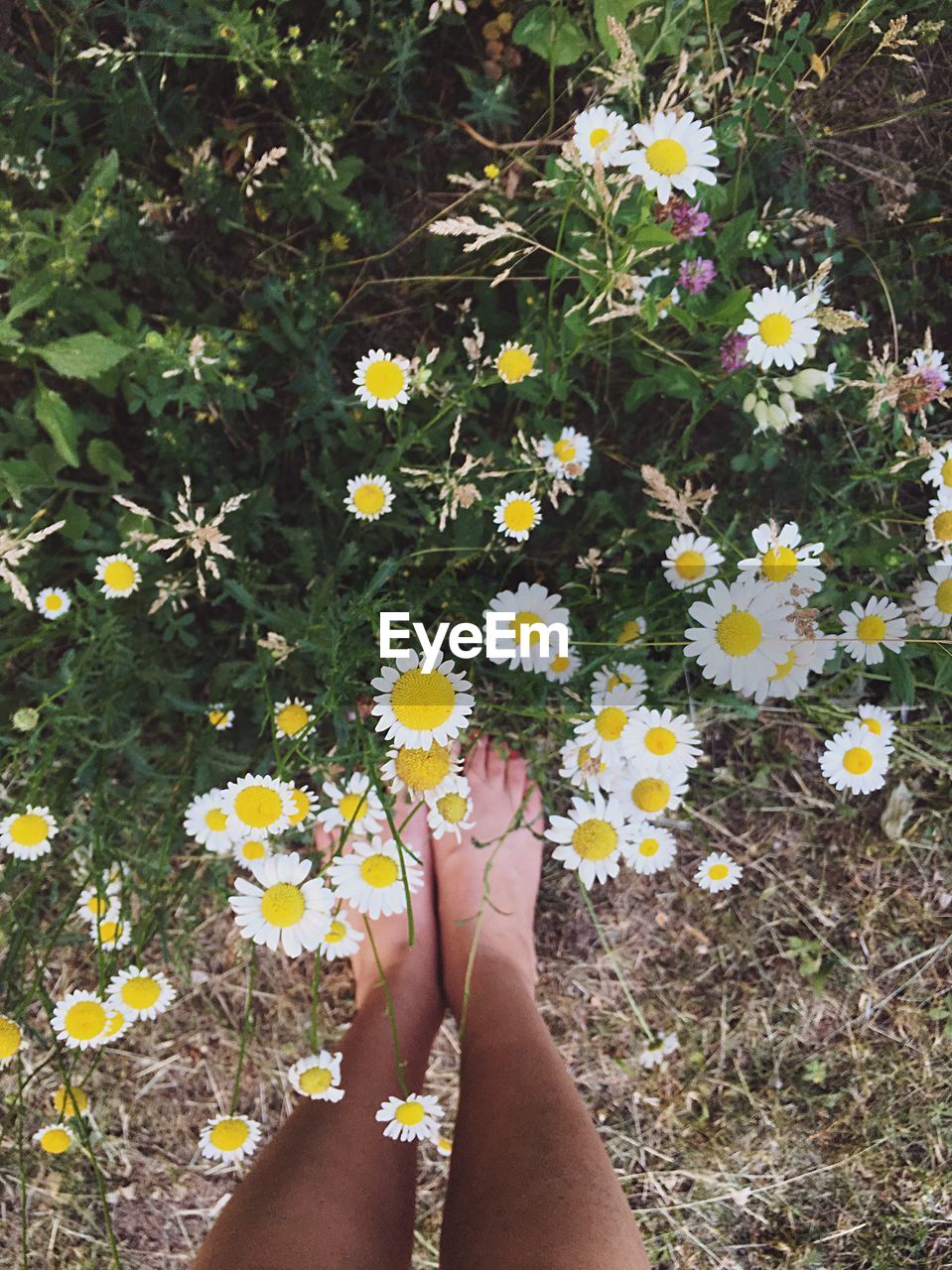 LOW SECTION OF PERSON STANDING BY YELLOW FLOWERS