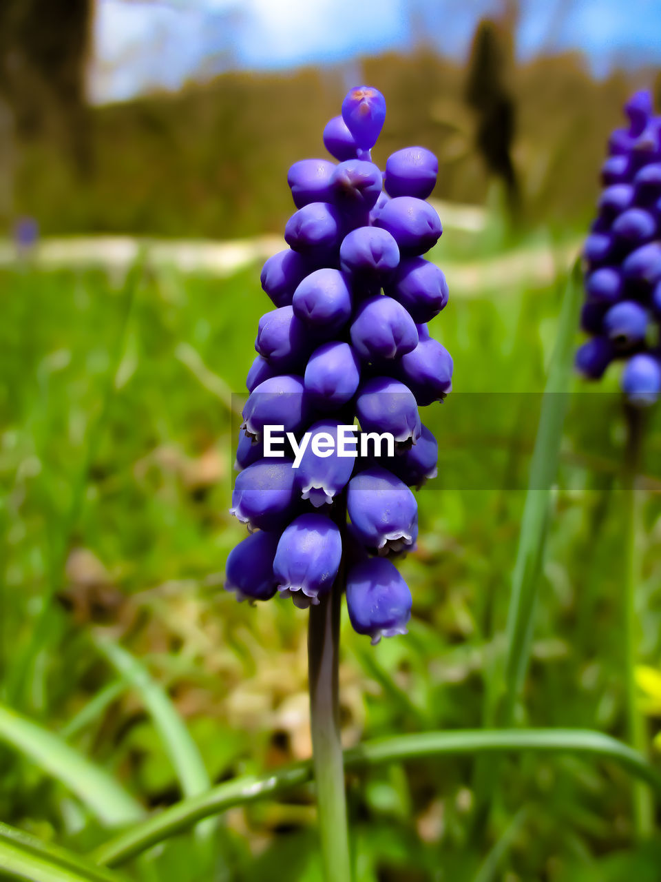 CLOSE-UP OF PURPLE FLOWERING PLANTS ON LAND