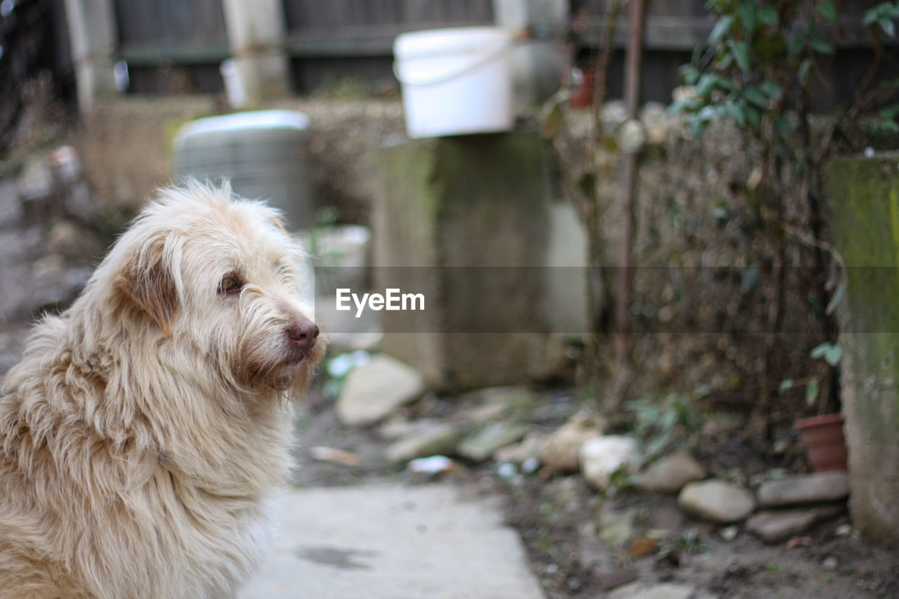 CLOSE-UP OF DOG IN SUNLIGHT