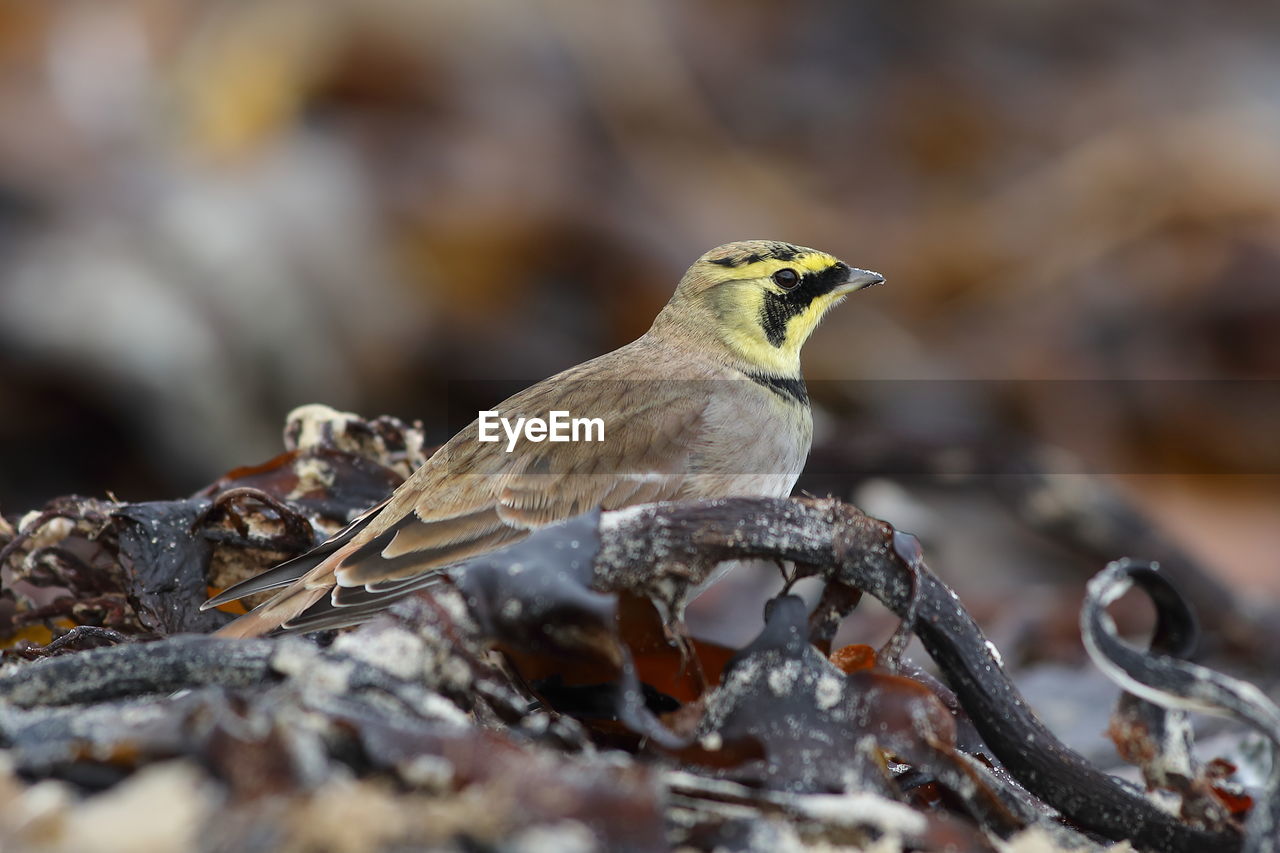 CLOSE-UP OF A BIRD PERCHING ON DRY LEAF