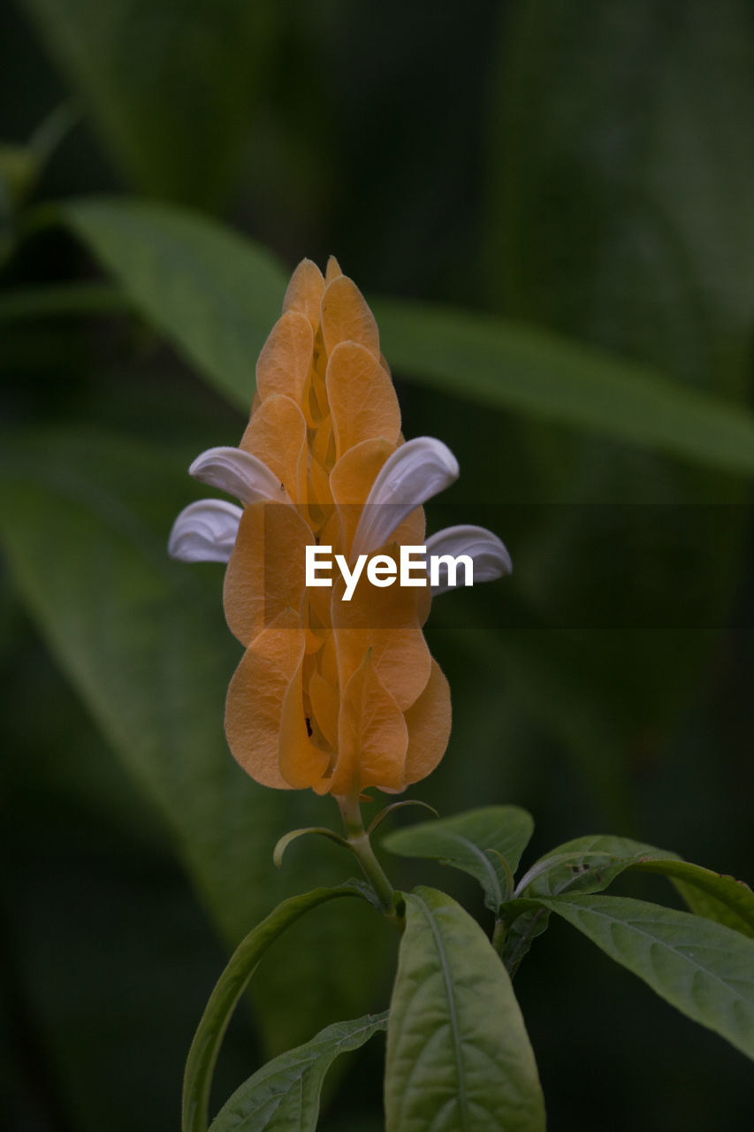 CLOSE-UP OF FRESH YELLOW FLOWER BLOOMING OUTDOORS