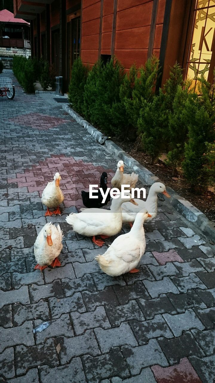 High angle view of ducks on footpath