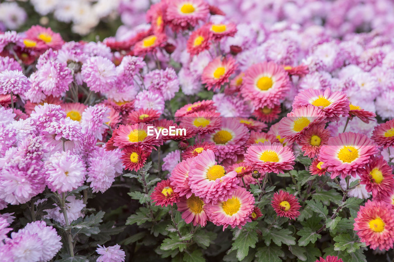 Close-up of flowers blooming outdoors