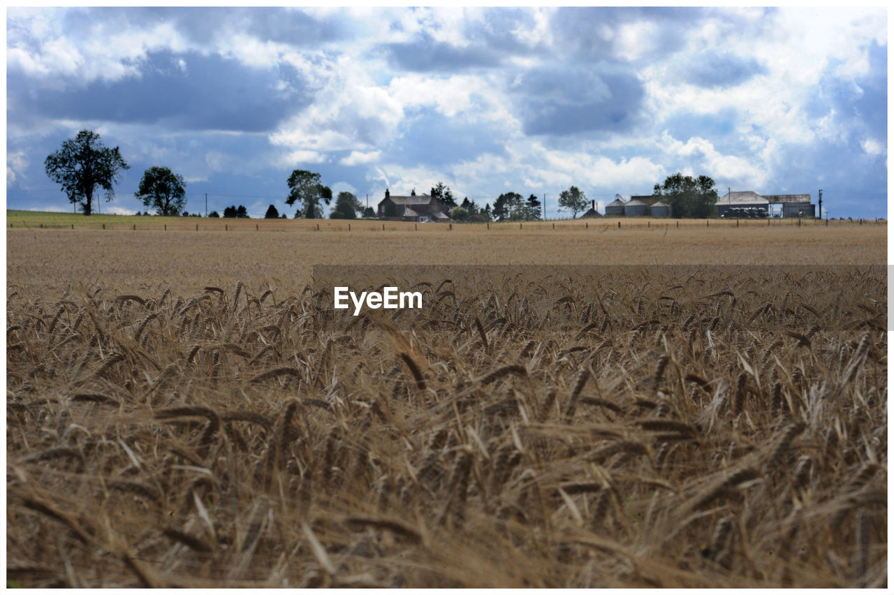 WHEAT FIELD AGAINST SKY