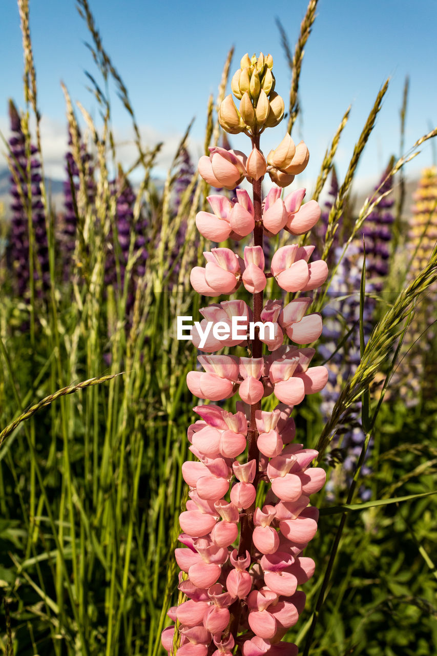 Close-up of pink flowering plants on field