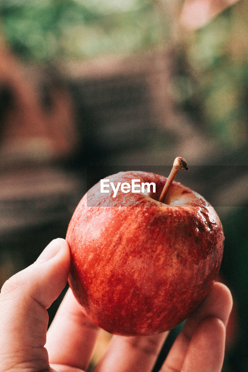 CROPPED IMAGE OF HAND HOLDING APPLE