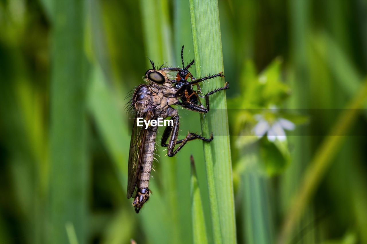 Close-up of insect on plant