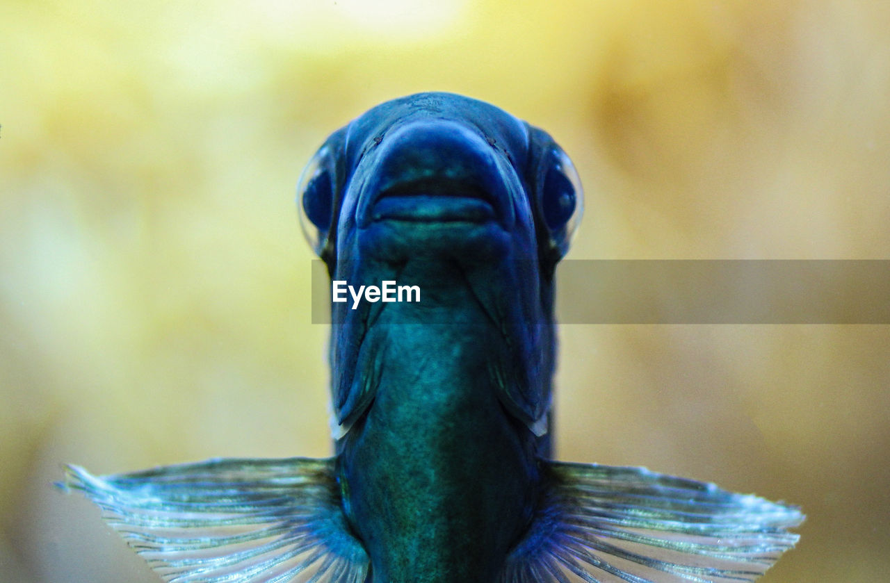 CLOSE-UP OF A BLUE