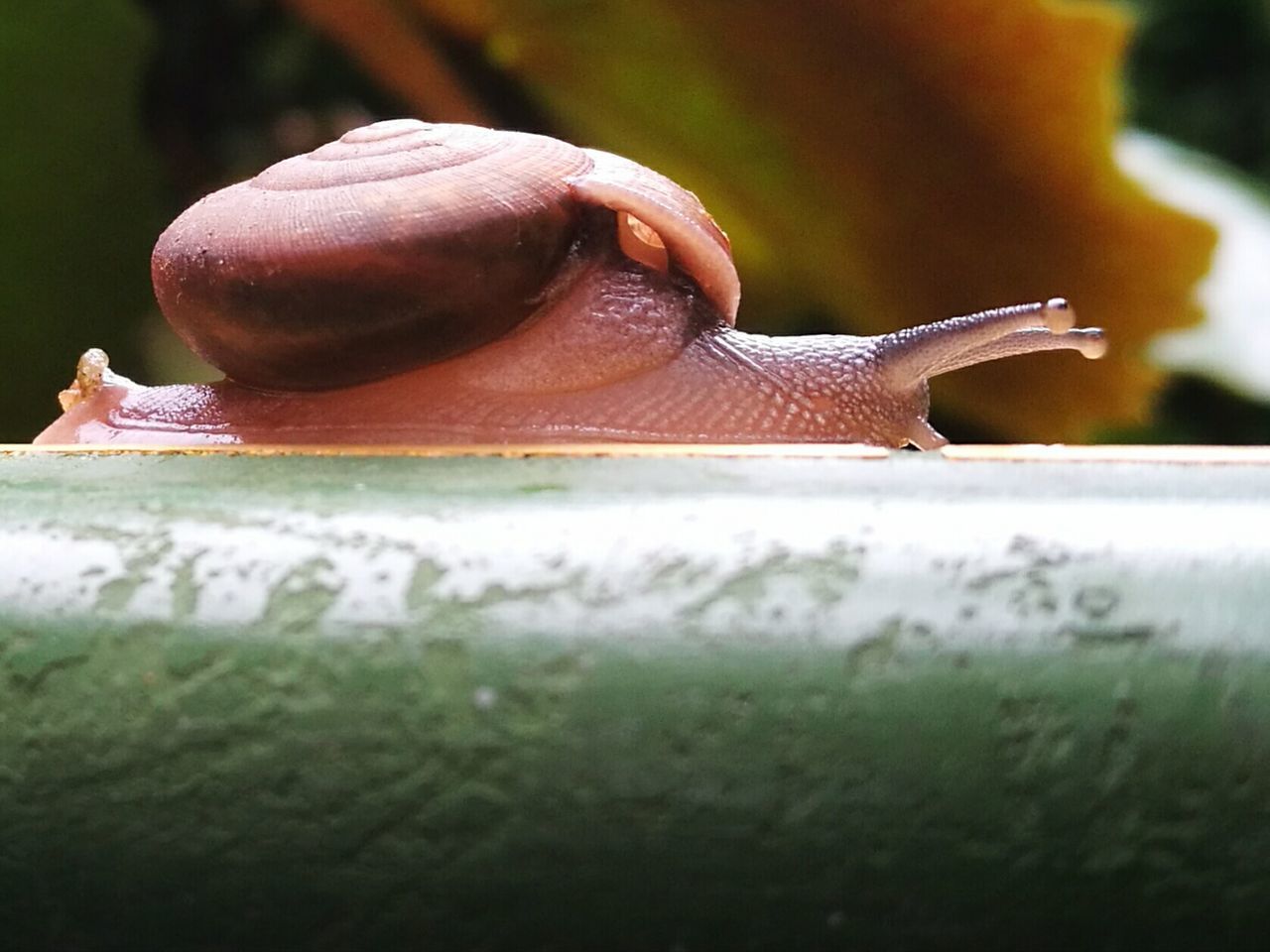 CLOSE-UP OF SNAIL ON GREEN SURFACE