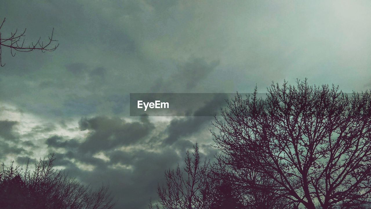 LOW ANGLE VIEW OF TREES AGAINST CLOUDY SKY