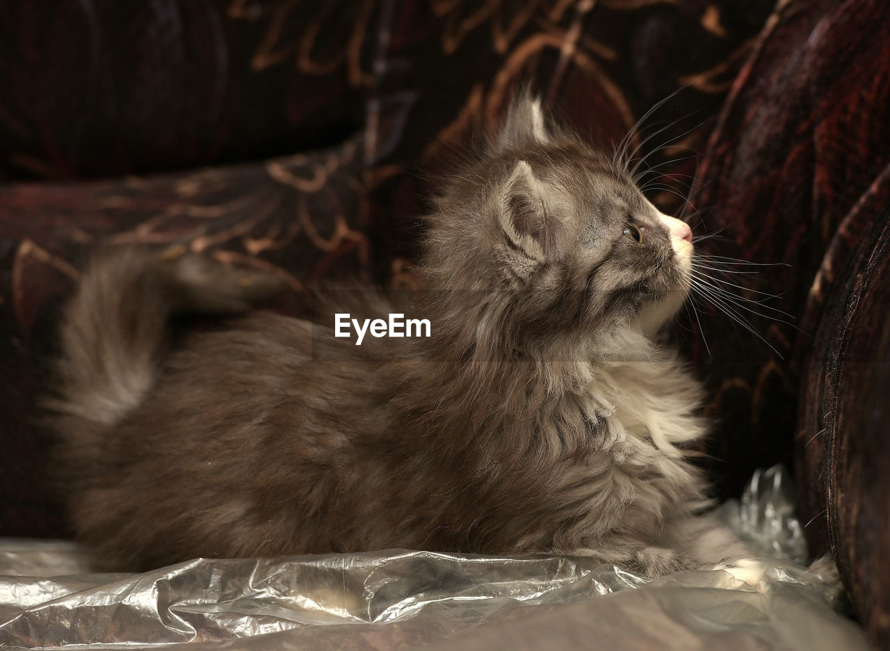 CLOSE-UP OF A KITTEN LOOKING AWAY