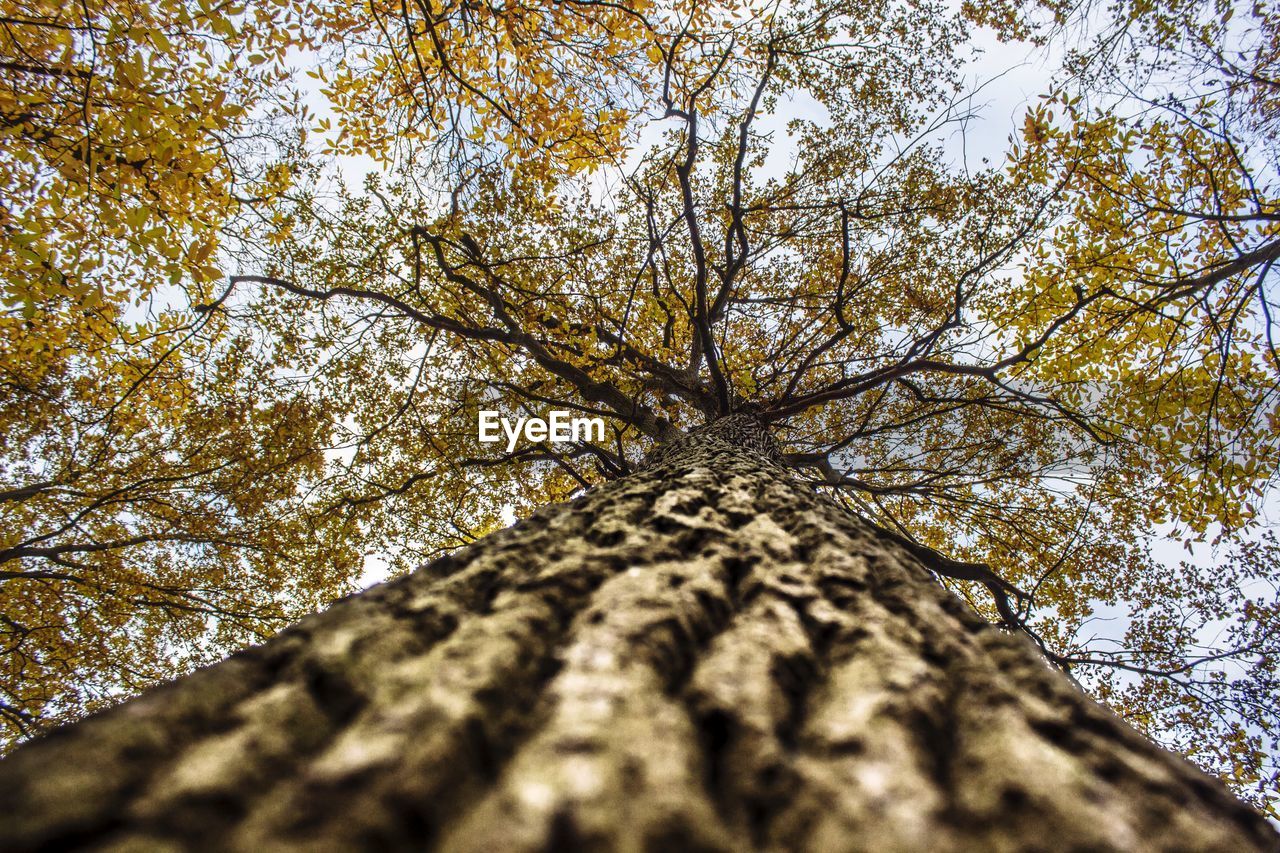 DIRECTLY BELOW SHOT OF TREE AGAINST SKY