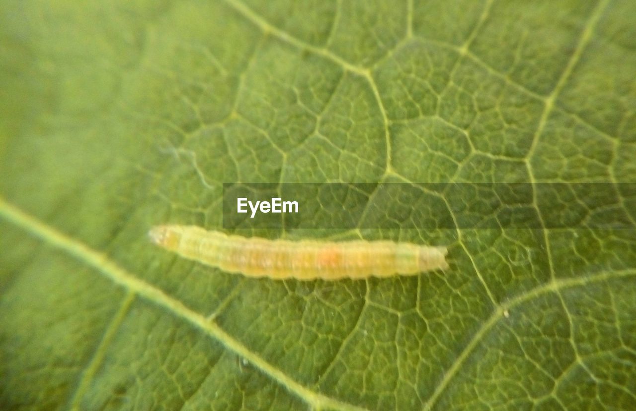 HIGH ANGLE VIEW OF GREEN LEAF