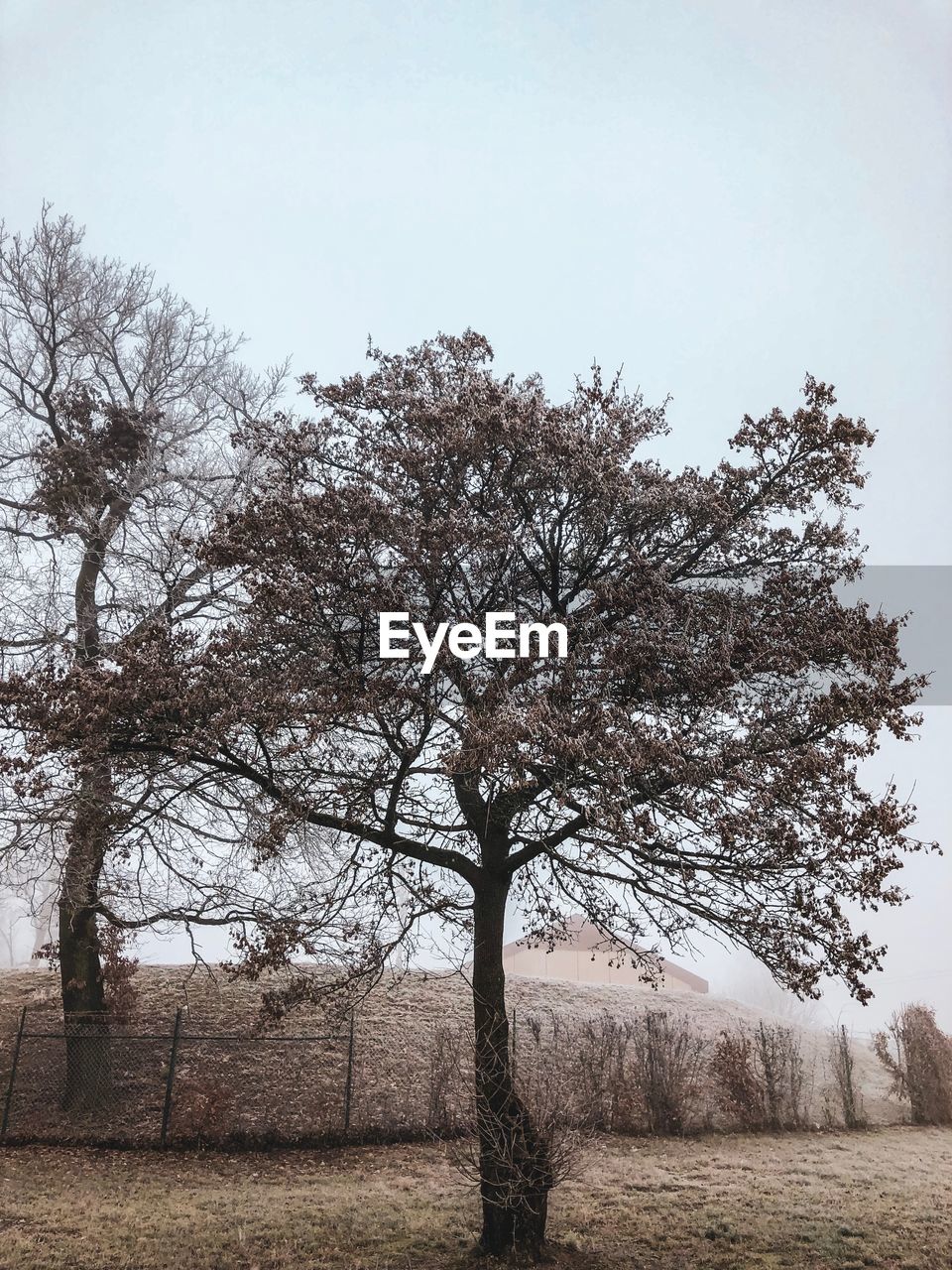 TREES GROWING ON FIELD AGAINST SKY