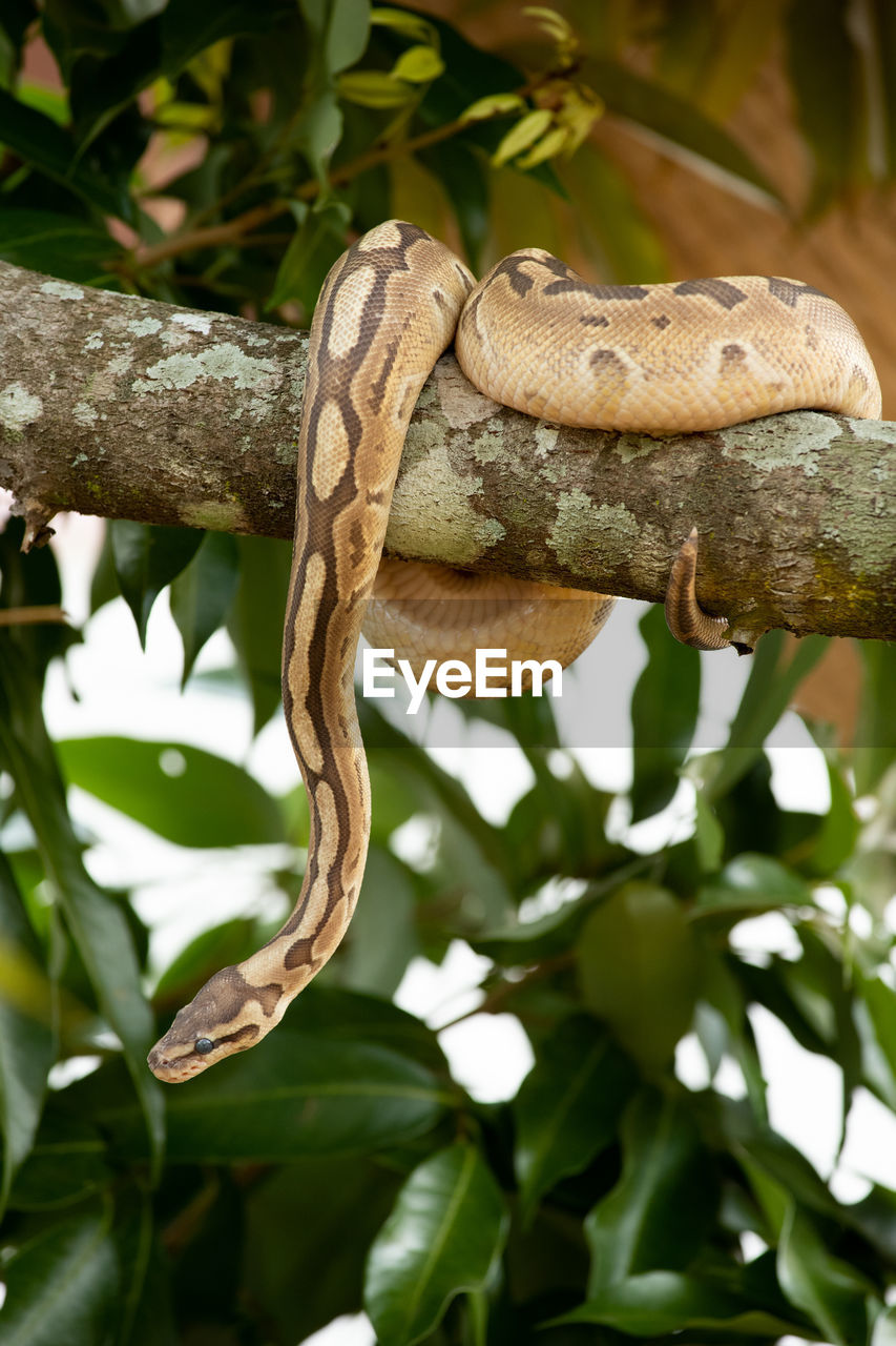 CLOSE-UP OF LIZARD ON BRANCH
