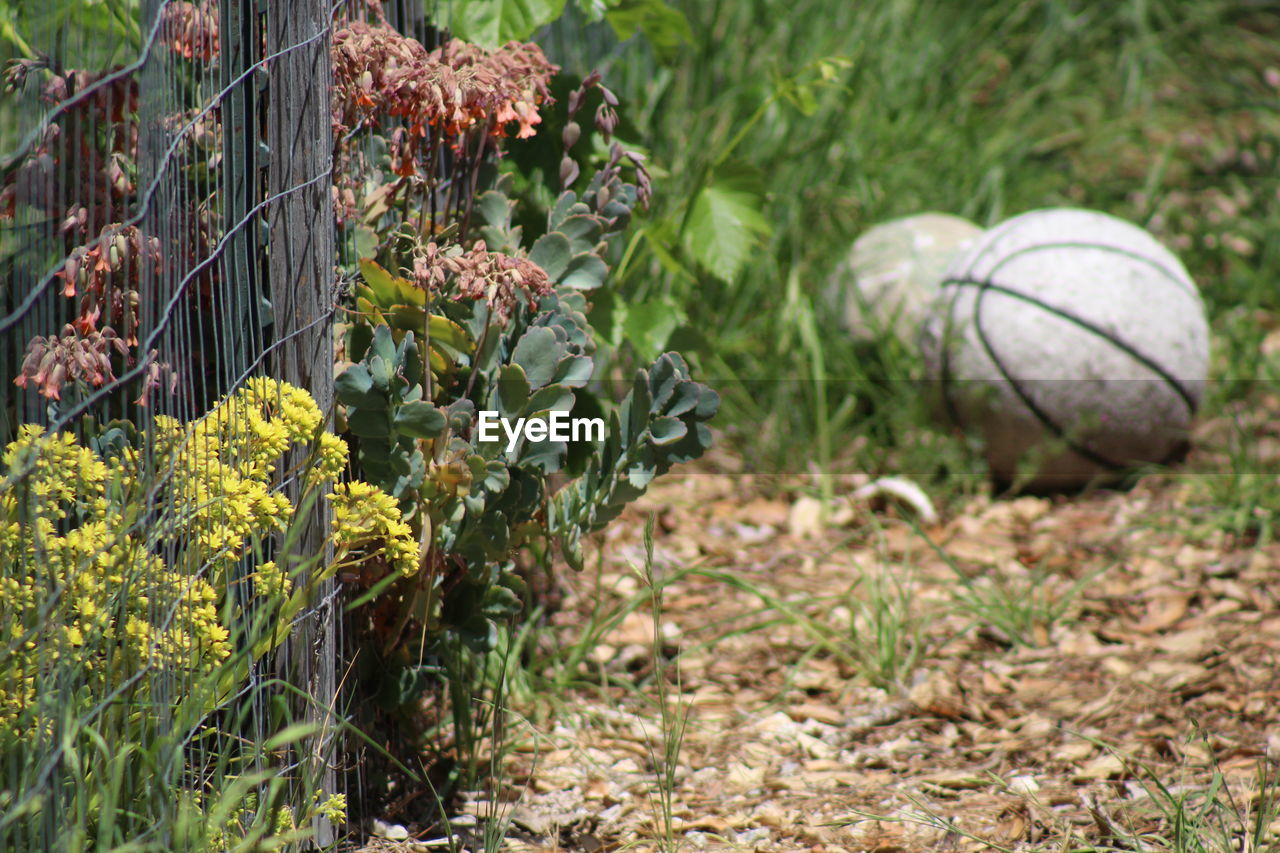 Spring garden with old basketball