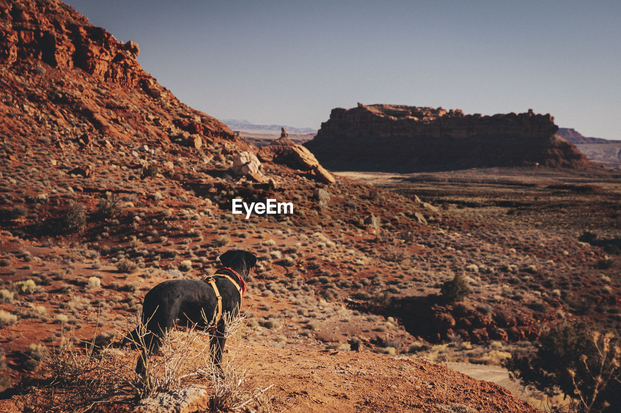 A dog is standing on a hill, the valley of gods, utah