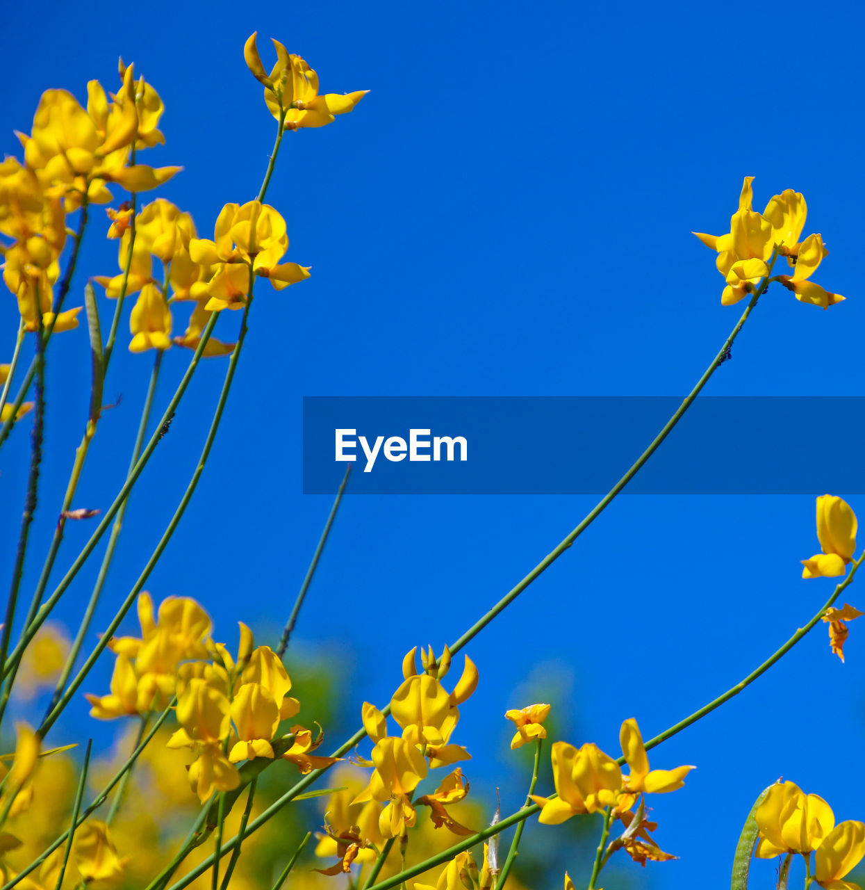 CLOSE-UP OF YELLOW FLOWERING PLANT AGAINST BLUE SKY
