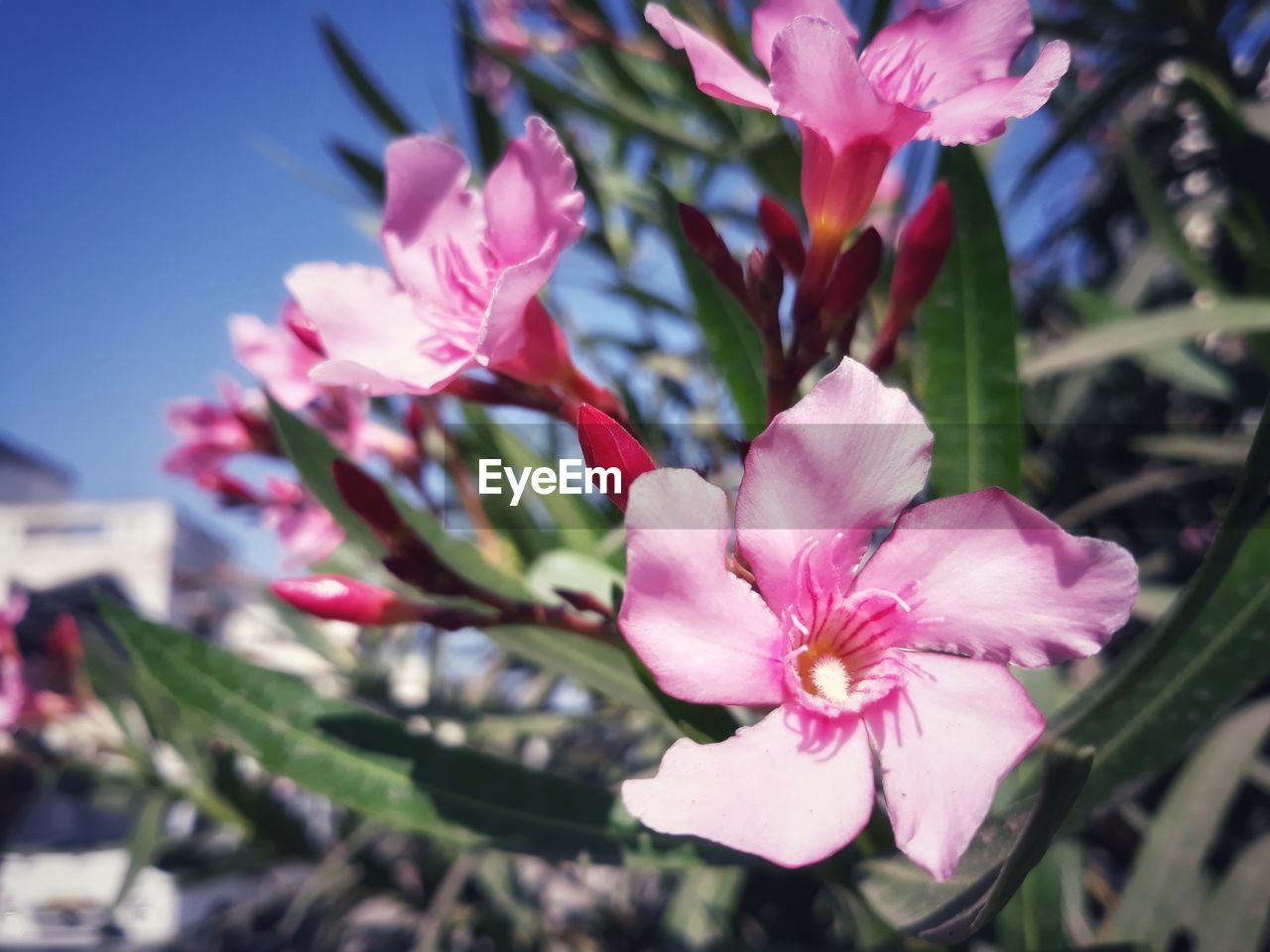 PINK FLOWERS BLOOMING OUTDOORS