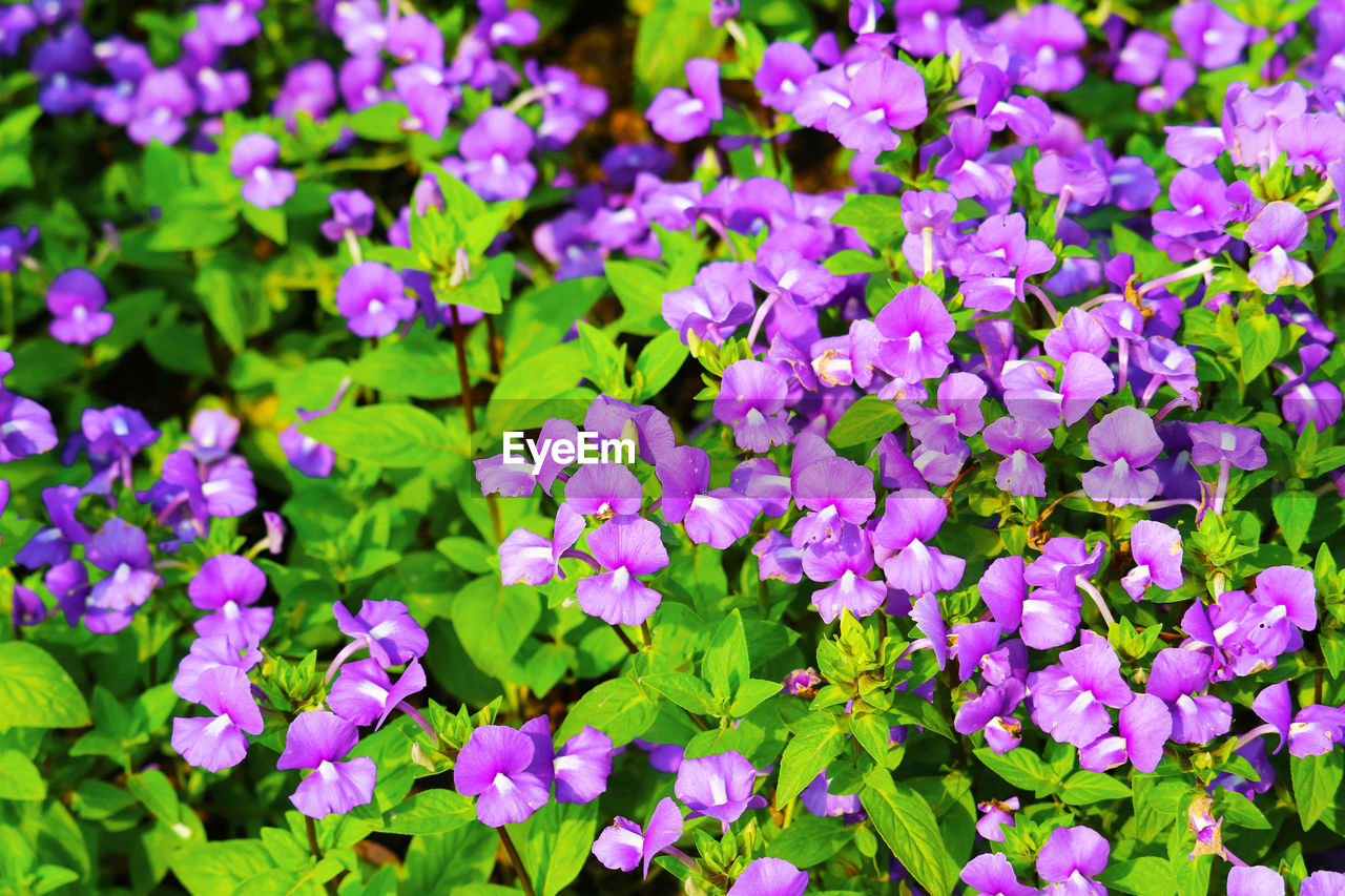 Close-up of purple flowering plants