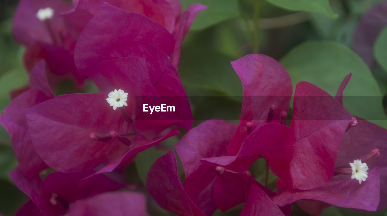 CLOSE-UP OF PINK FLOWERS BLOOMING