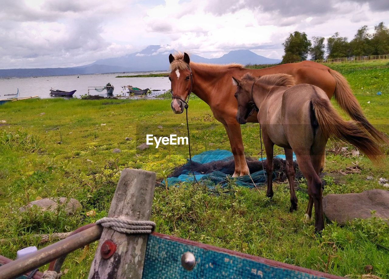 HORSES IN A FIELD