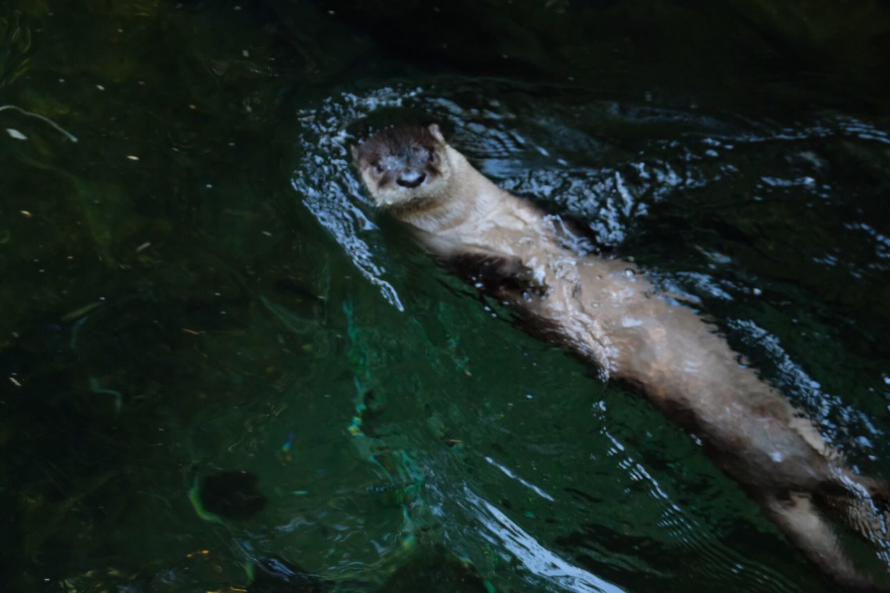 HIGH ANGLE VIEW OF SNAKE SWIMMING IN WATER