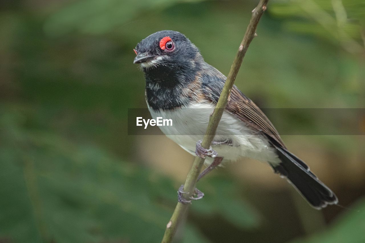 The black-throated wattle-eye is a species of bird in the family platysteiridae. 
