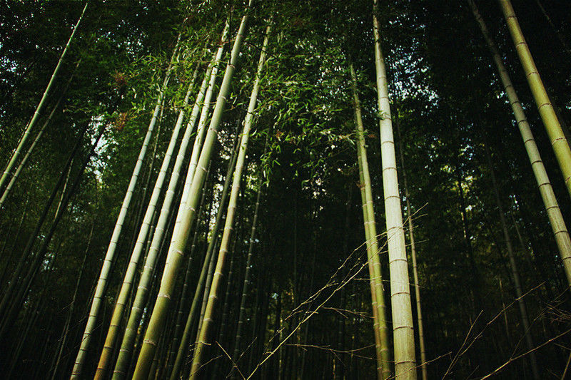 LOW ANGLE VIEW OF TREES IN THE FOREST