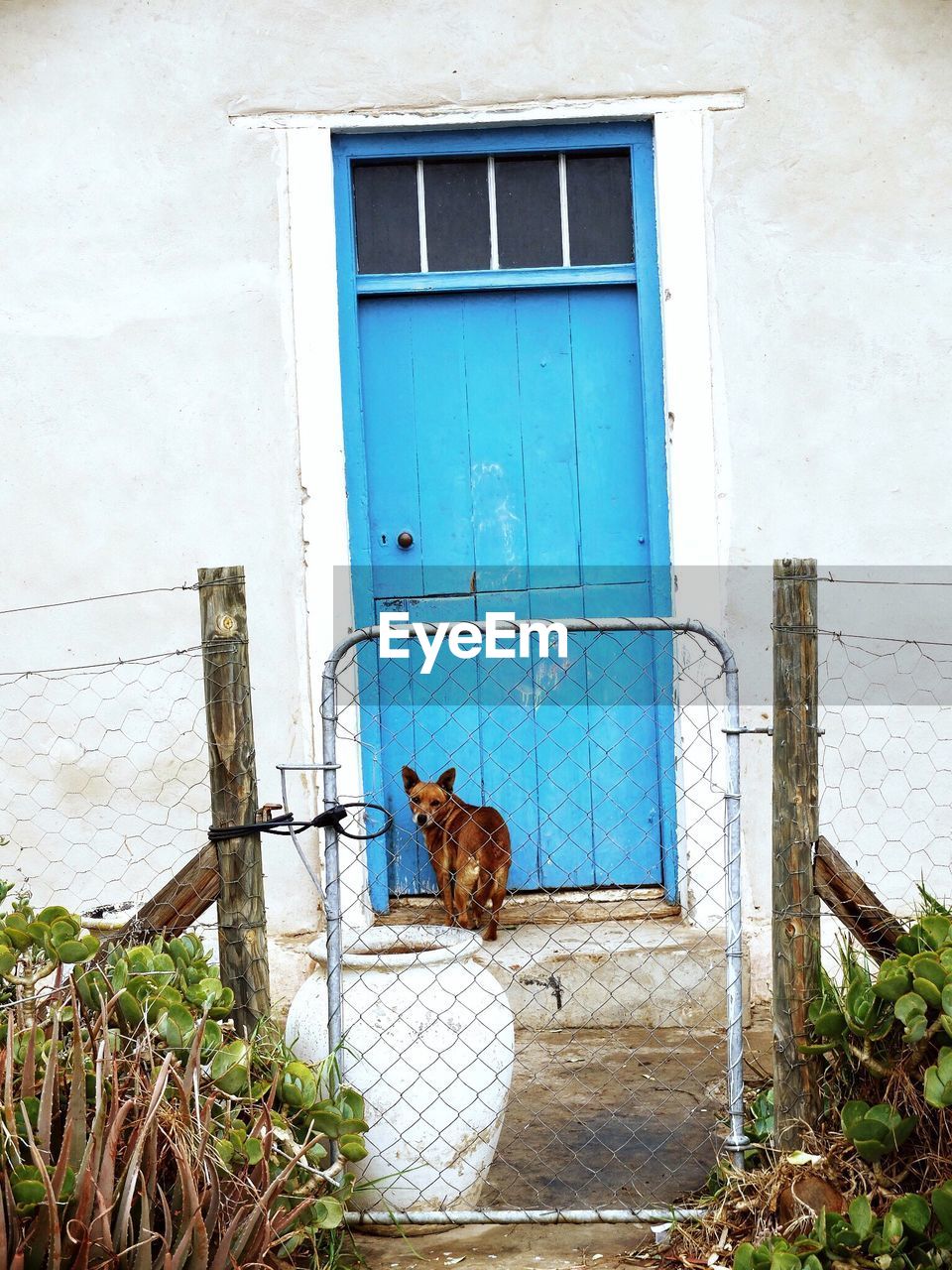 Dog standing by door seen through fence