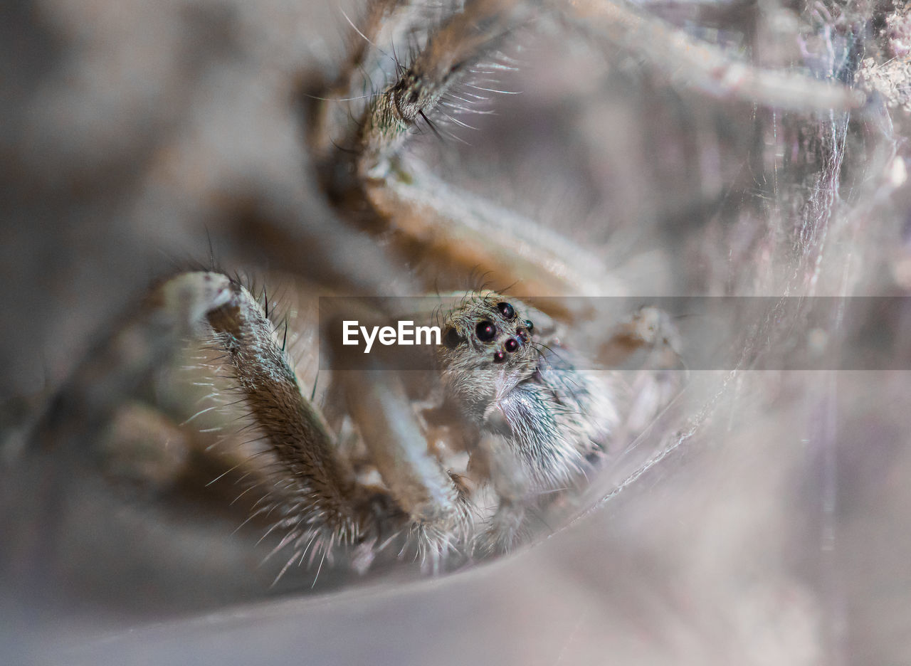 Close-up of spider