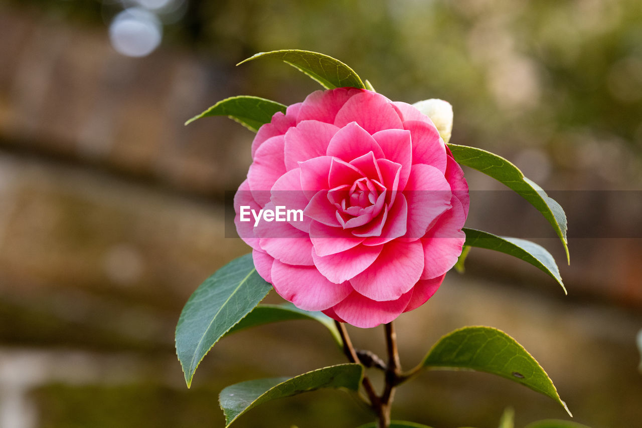 Close-up of pink camellia rose 