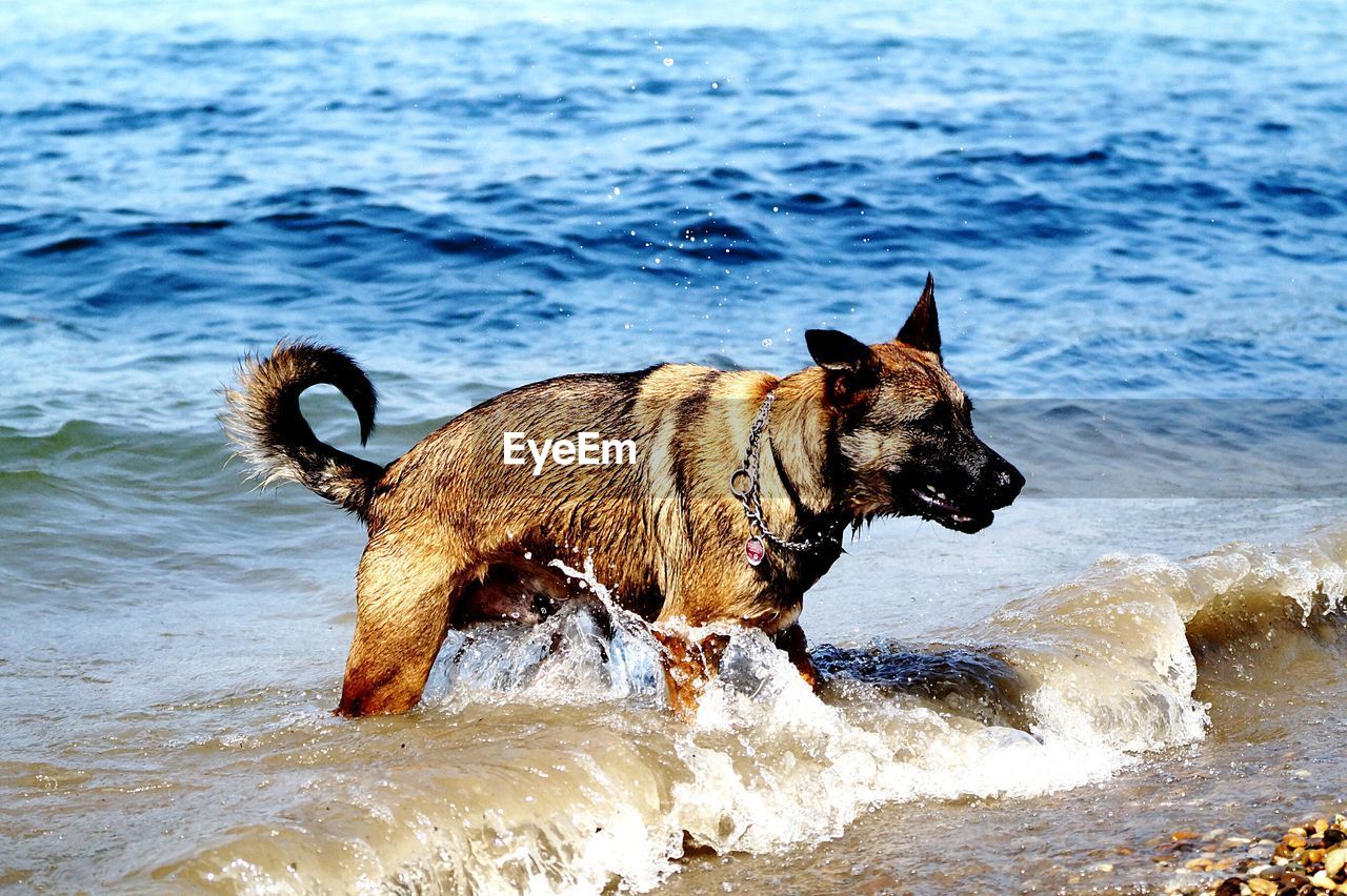 Dog on beach