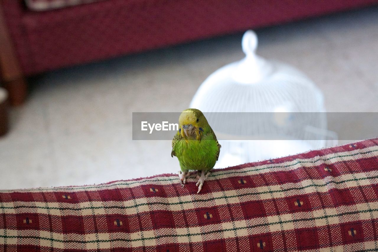 Parakeet perching on sofa at home
