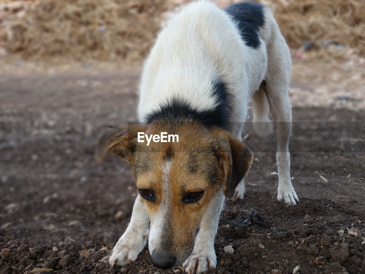 Close-up of stray dog sniffing on field