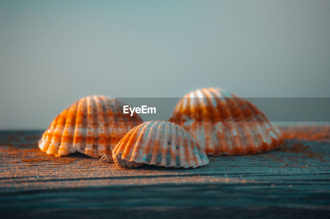 CLOSE-UP OF A SHELL ON THE TABLE