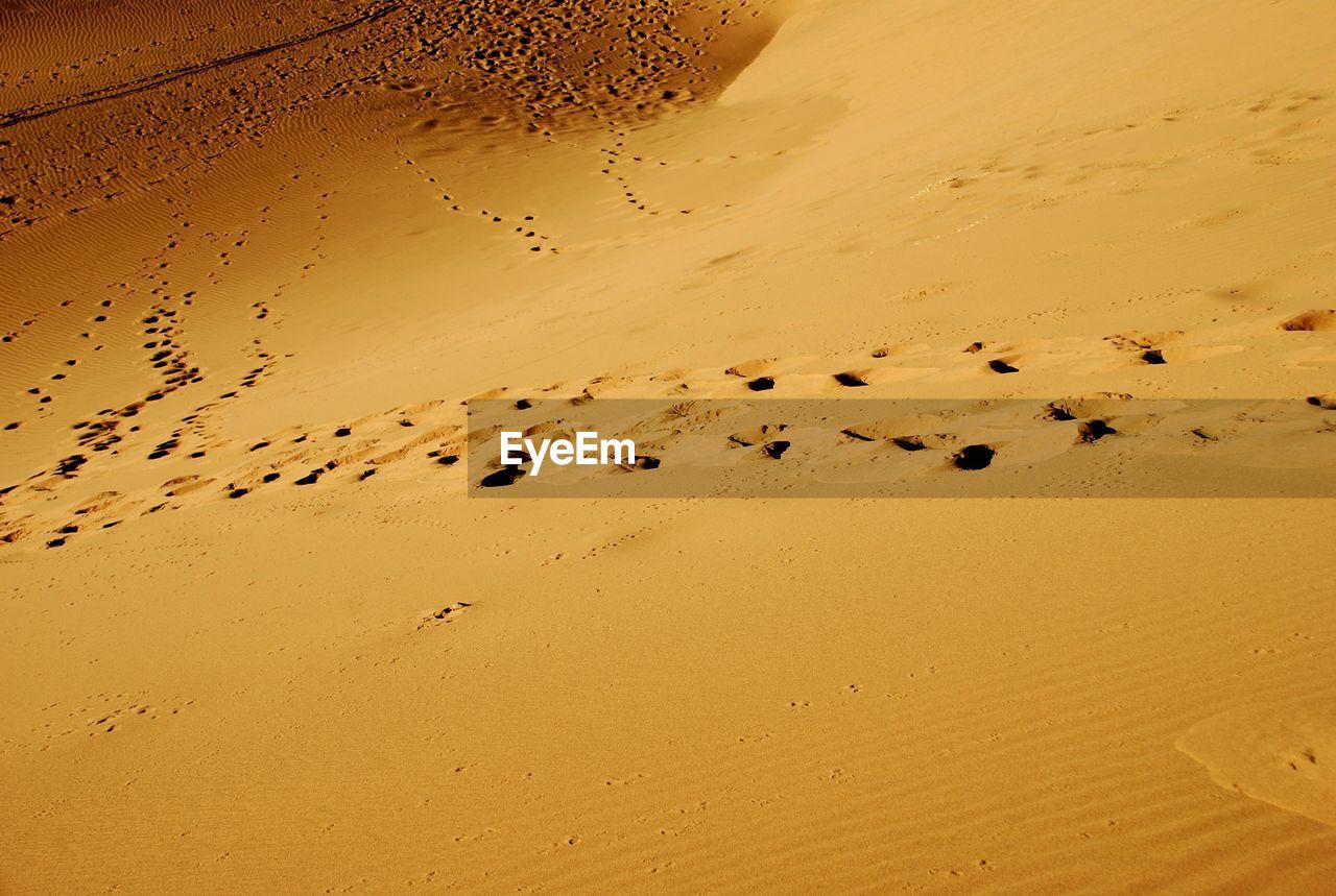 FLOCK OF BIRDS IN SAND AT SUNSET